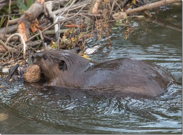 Beaver Lodge Spring 2018